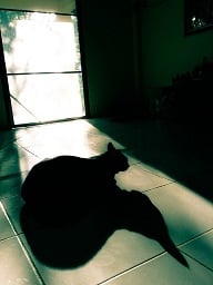 shadow cat figure